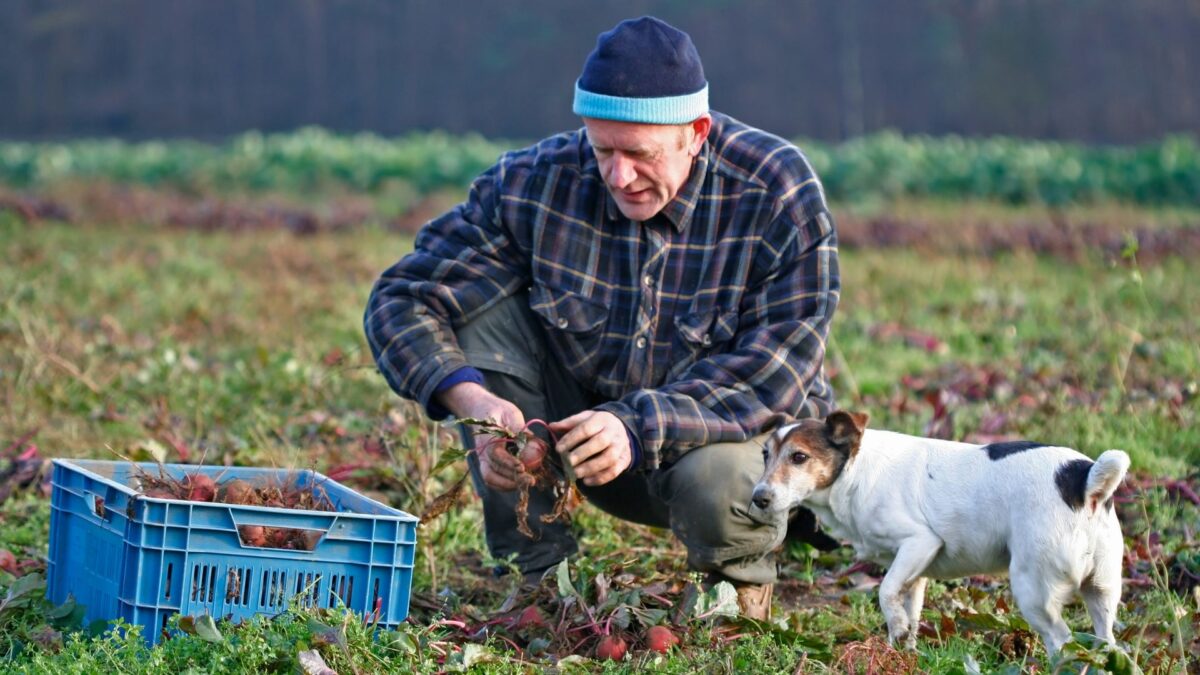 Openstelling subsidieregelingen voor agrariërs in Limburg